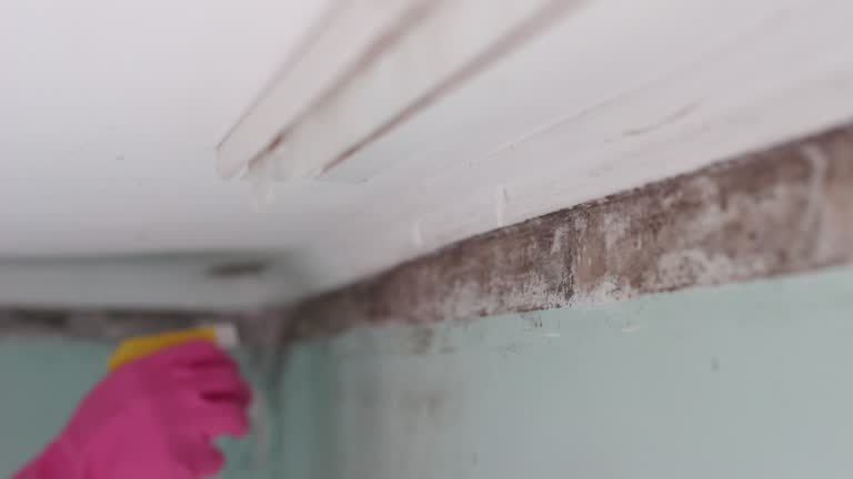 Best Emergency Mold Remediation  in Herricks, NY